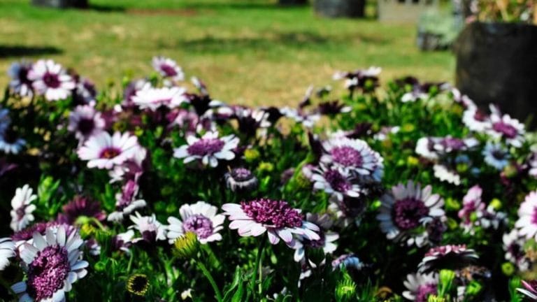 Health Tips for Travellers to Gauteng: What to Know Before You Go Purple and white daisies in bloom at the Johannesburg Botanical Gardens