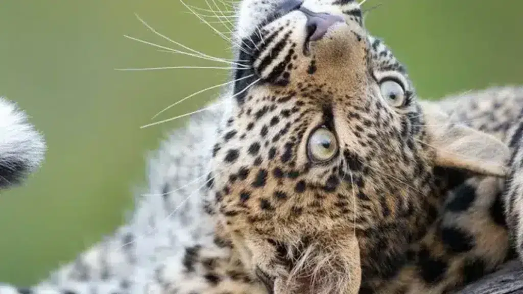 Leopard at the Dinokeng Game Reserve