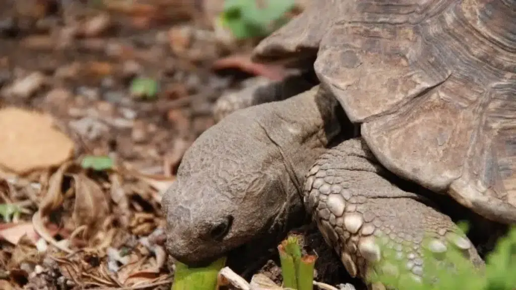 Leopard Tortoise at the Walter Sisulu National Botanical Garden
