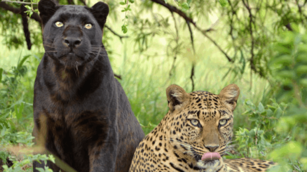 Panther and Leopard - at the Lion and Safari Park