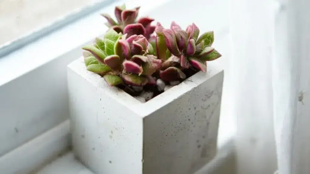 Houseplant in a concrete flowerpot on a window sill inside a room - Mother's Day Gift Idea