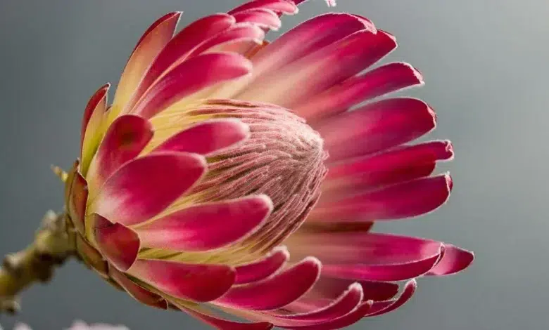 Photograph of Protea