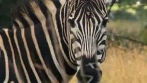 Zebra from the Klipriviersberg Nature Reserve Association