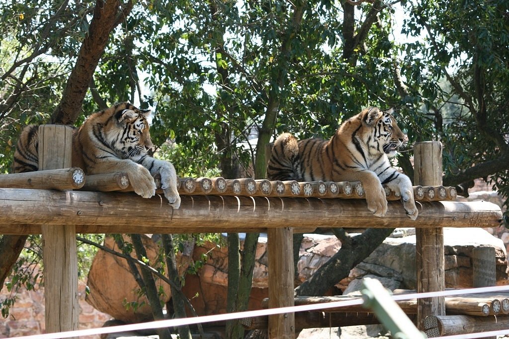 Photograph of Tigers at the Joburg Zoo from Tripadvisor