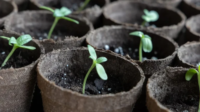 One Million Trees: New Campaign Aims to Boost Reforestation and Tackle Climate Change