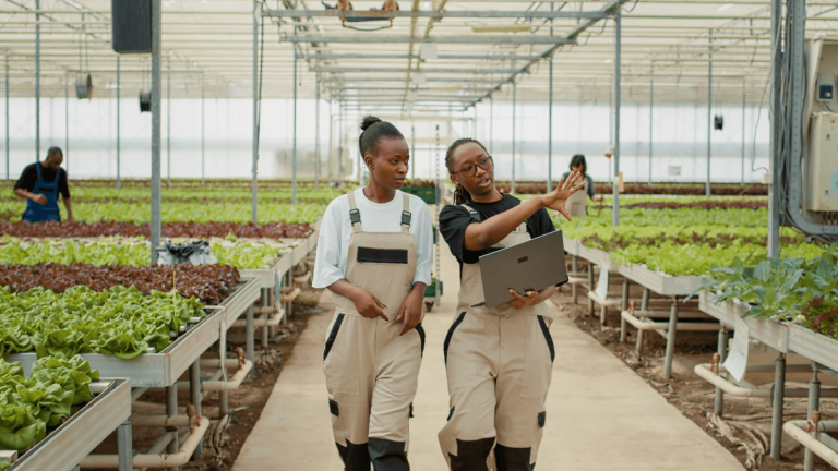 OVK Grain Graduate Programme (2026)