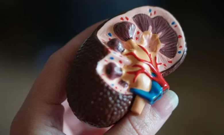 Over 1,000 Patients Await Kidney Transplants in Gauteng Alone