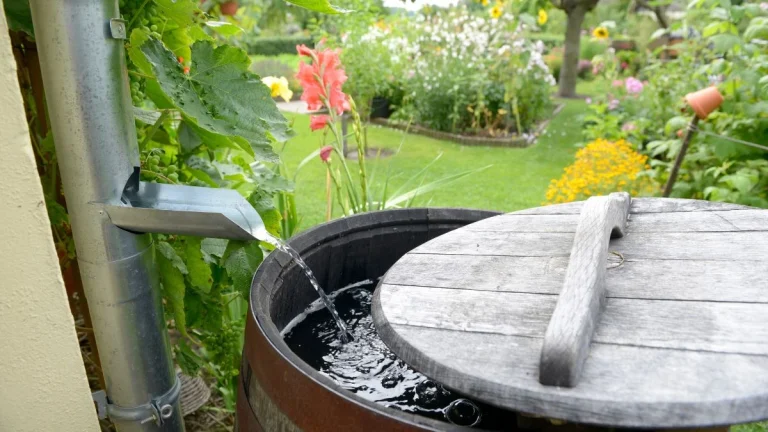 Rainwater Harvesting in Gauteng: A Step-by-Step Guide