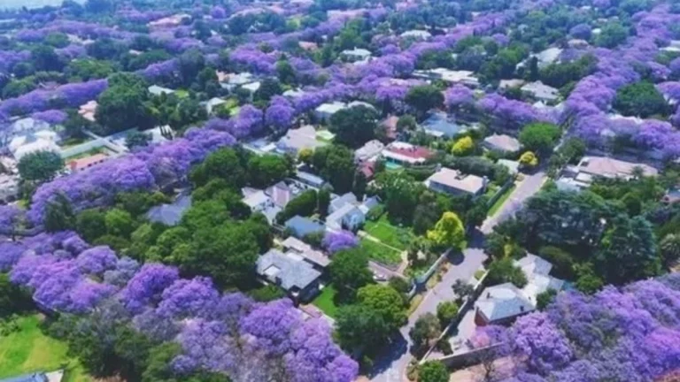 From Street Markets to Sunsets: 7 Ways Gauteng Glows in Spring