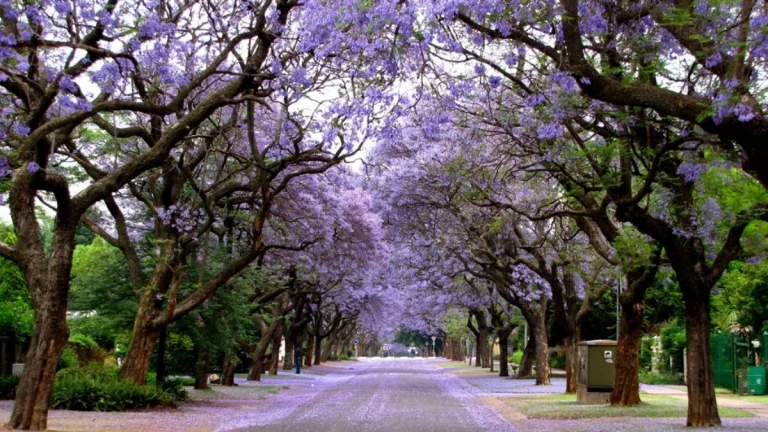 Why Gauteng Turns Purple: The Story Behind Jacaranda Spring