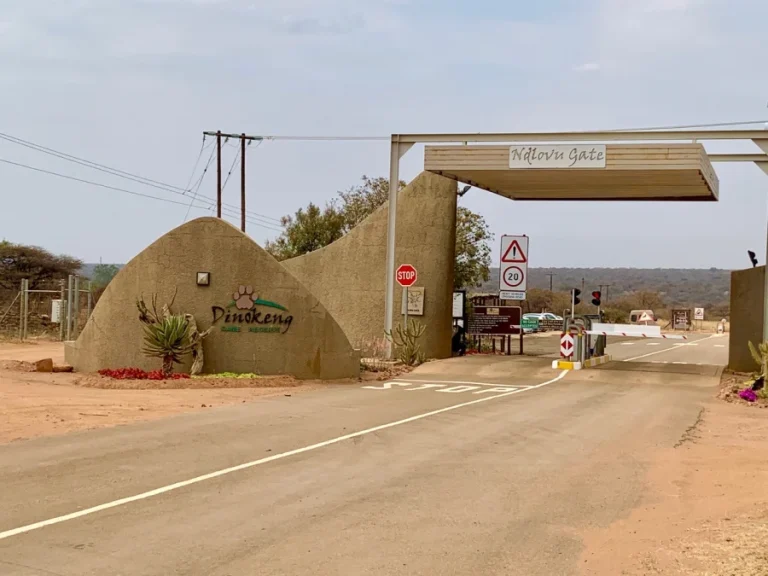 A Road Runs Through It: Exploring the Wild Beauty of Dinokeng Game Reserve in Gauteng