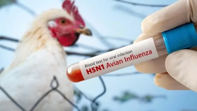 Rising Bird Flu Cases Worldwide: Could South Africa Be Affected? Rising Bird Flu Cases Worldwide: Could South Africa Be Affected?