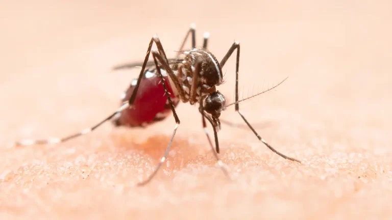 Malaria Deaths Rise in Gauteng as Cases Surge in Early 2026