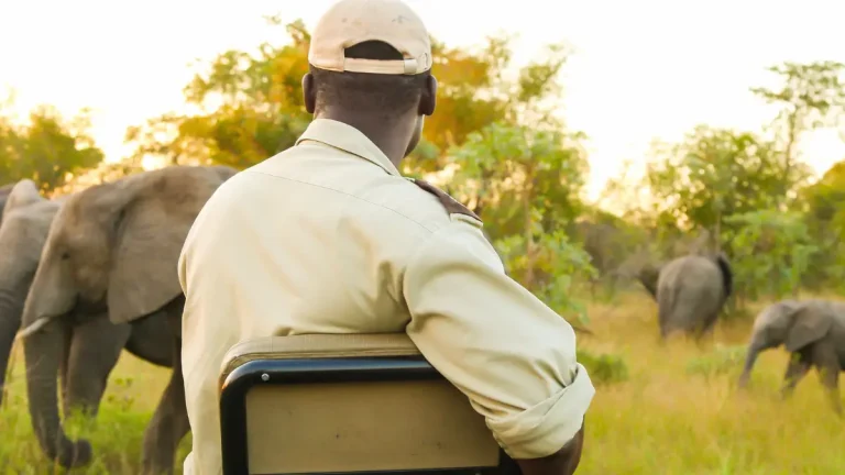 Top Safari Destinations Near Johannesburg for 2026: Big Five Escapes Just a Drive Away Top Safari Destinations Near Johannesburg for 2026: Big Five Escapes Just a Drive Away