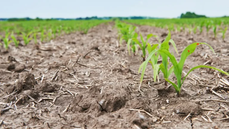 El Niño Could Push Up Food Prices In South Africa In 2027 As Drought Risks Grow El Niño Could Push Up Food Prices In South Africa In 2027 As Drought Risks Grow