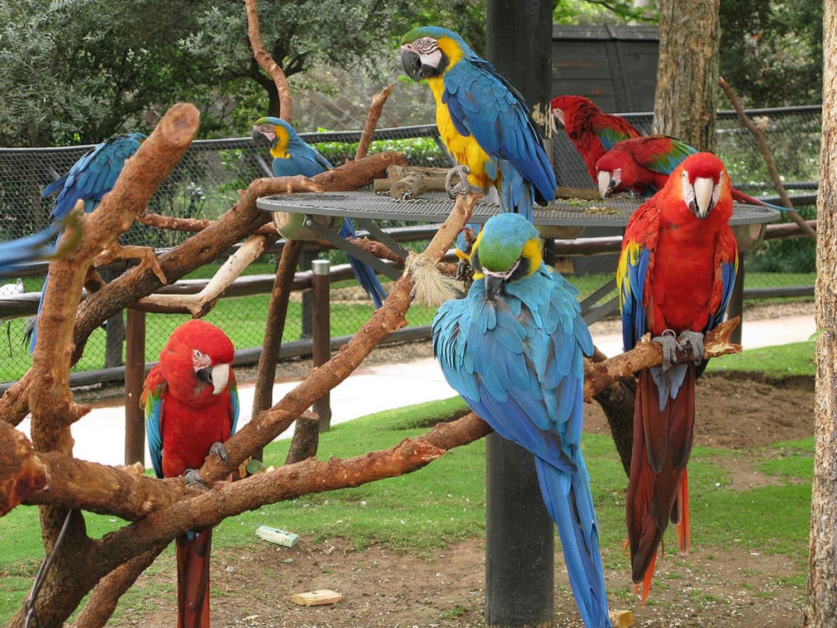 Parrots