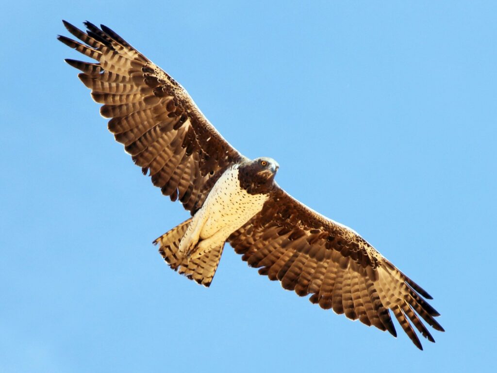Martial eagles rule the roost in Dinokeng Game Reserve