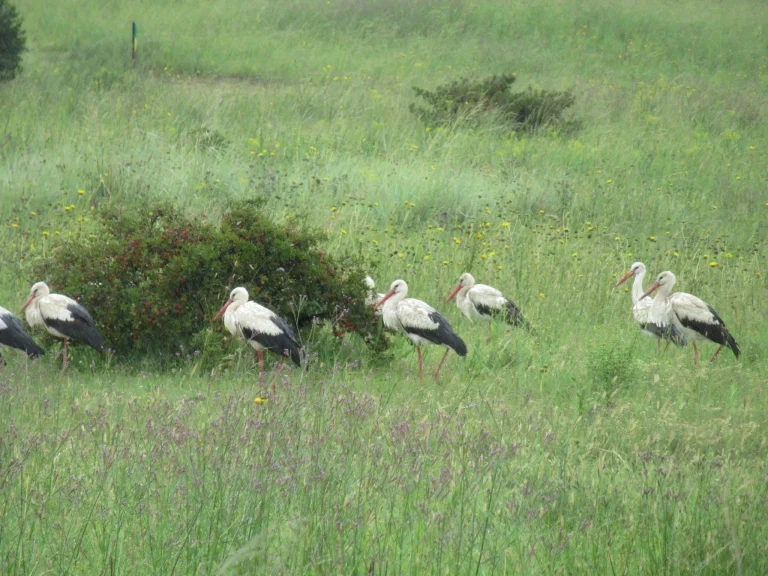 A Rare Sight: European Storks Grace Thaba Eco Park
