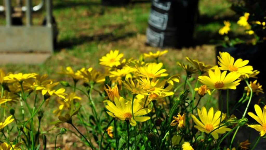 Johannesburg Botanical Gardens