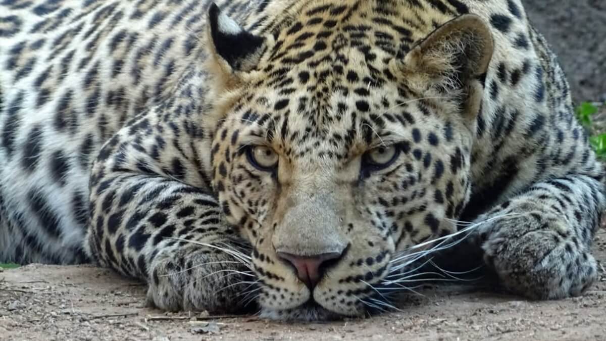 National Zoological Garden