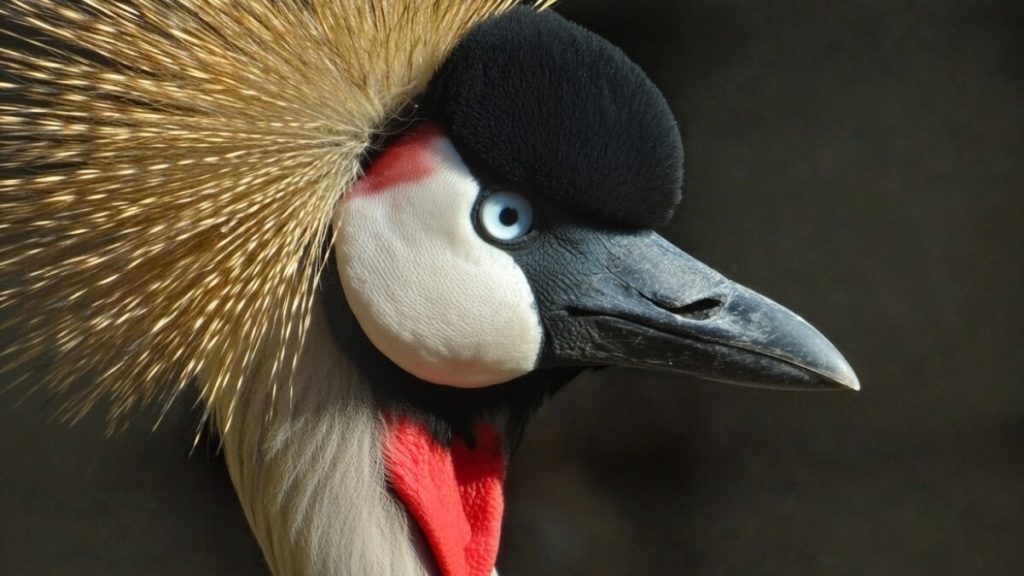 National Zoological Garden