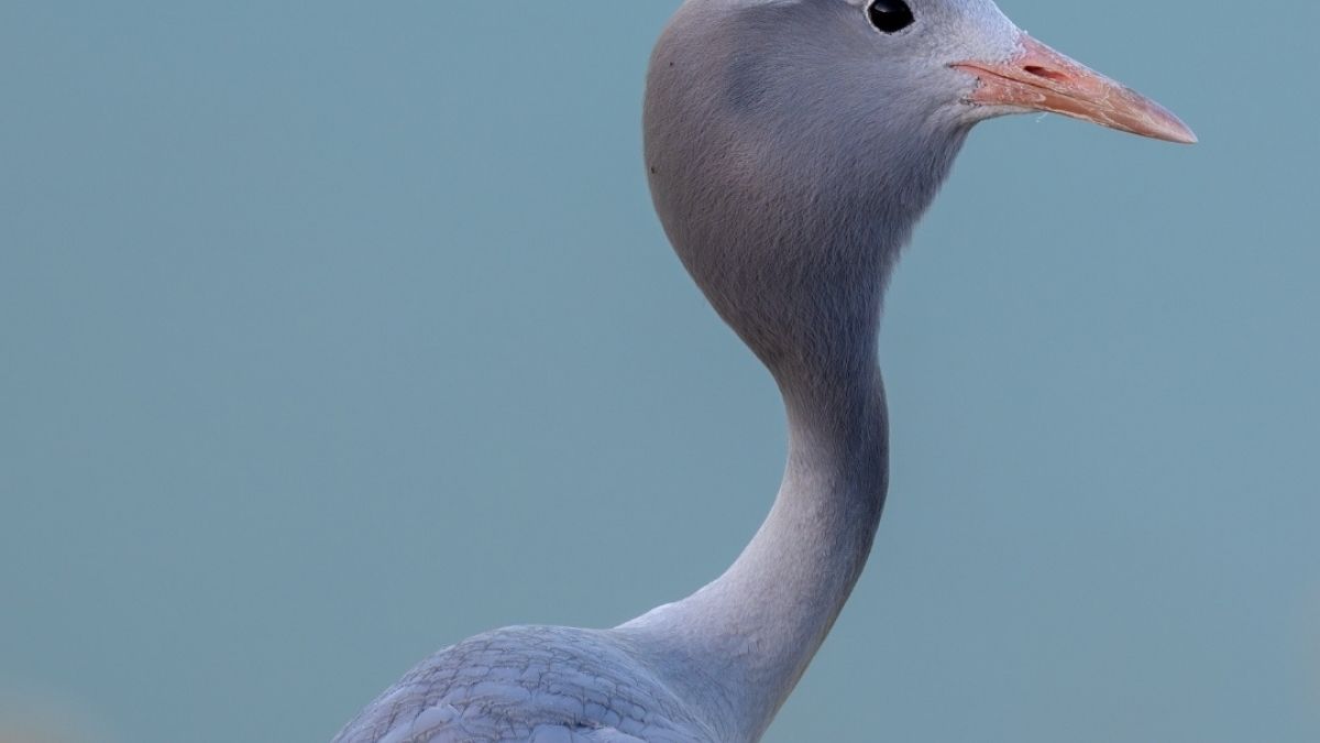 The Rondebult Bird Sanctuary