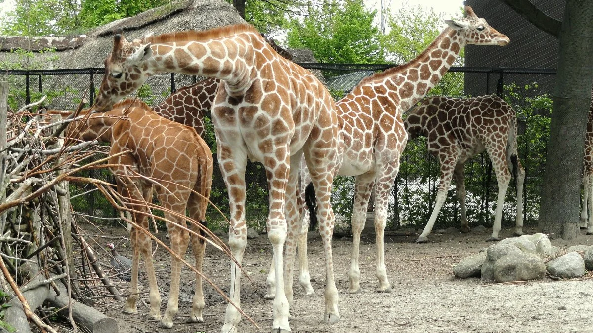pretoria-zoo-family-womens-month-2026-mind